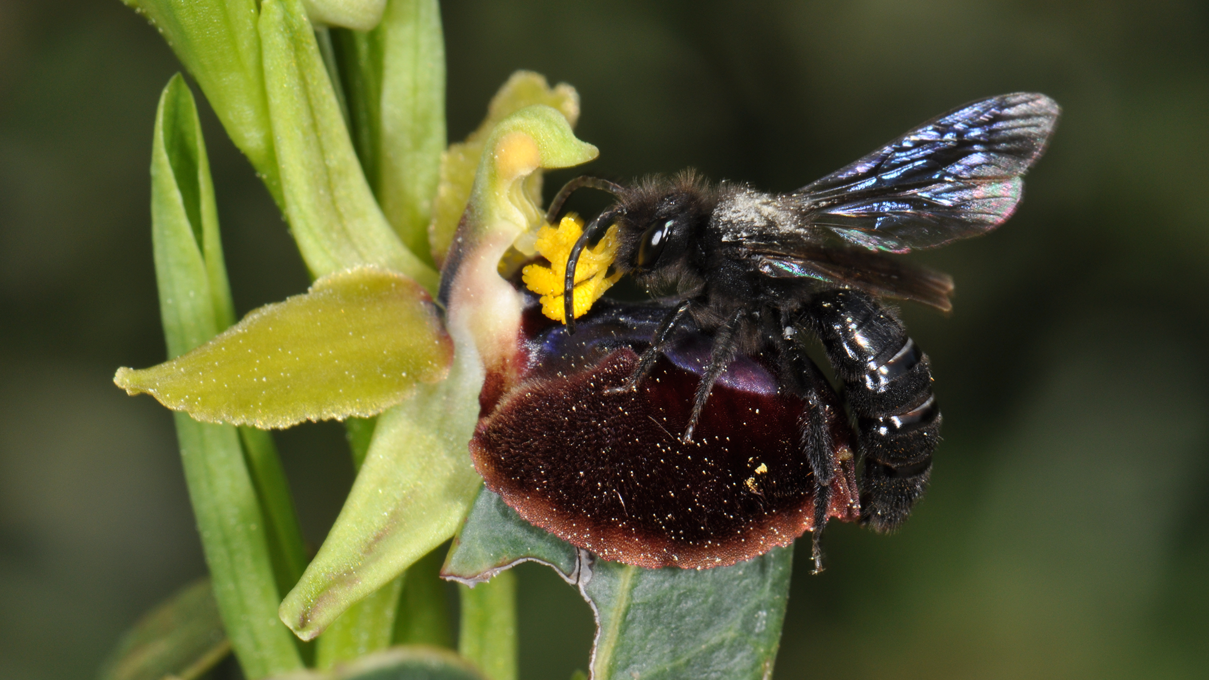 Pollination biology