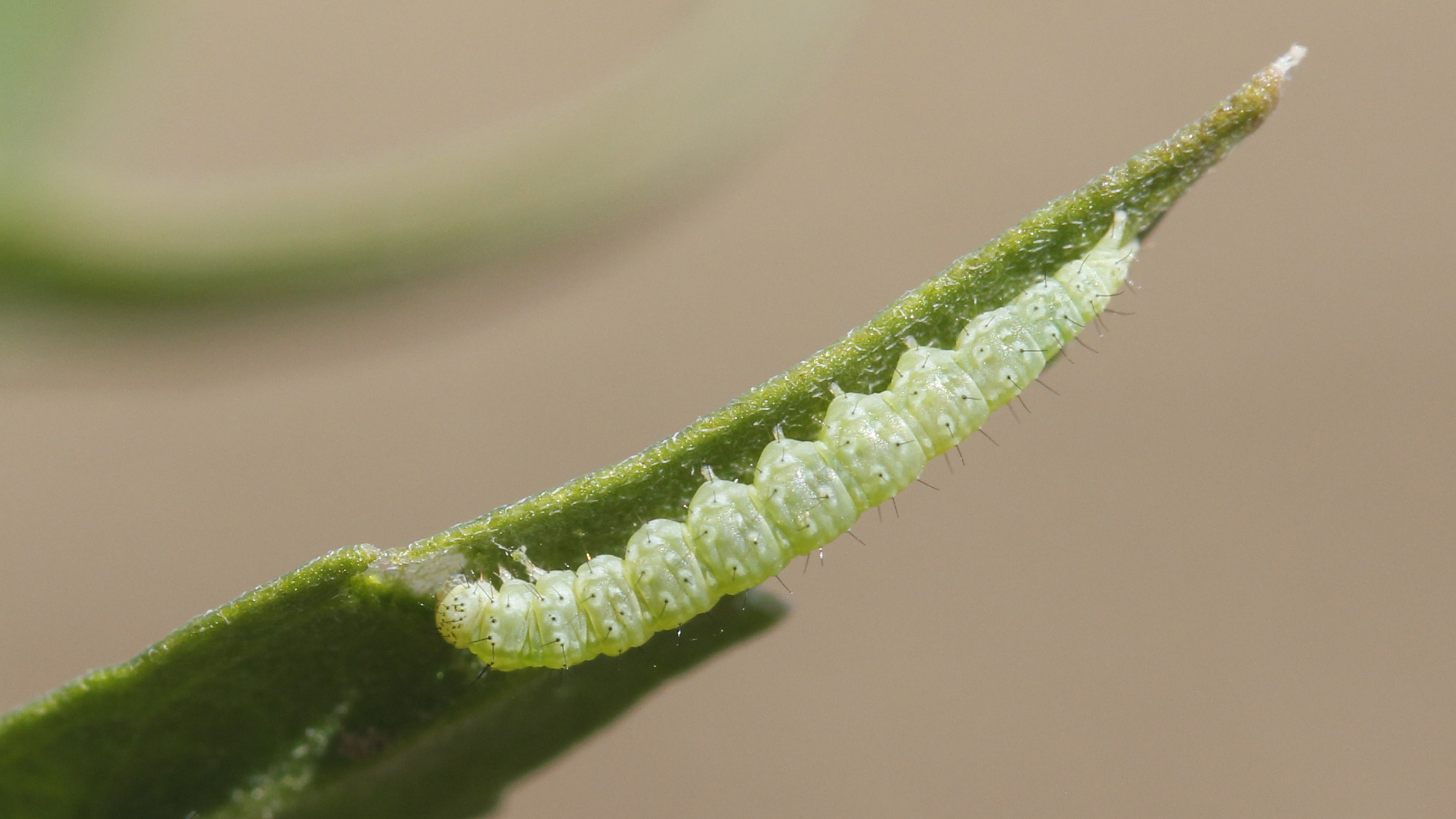 Plutella xylostella larvae feeding on a plant