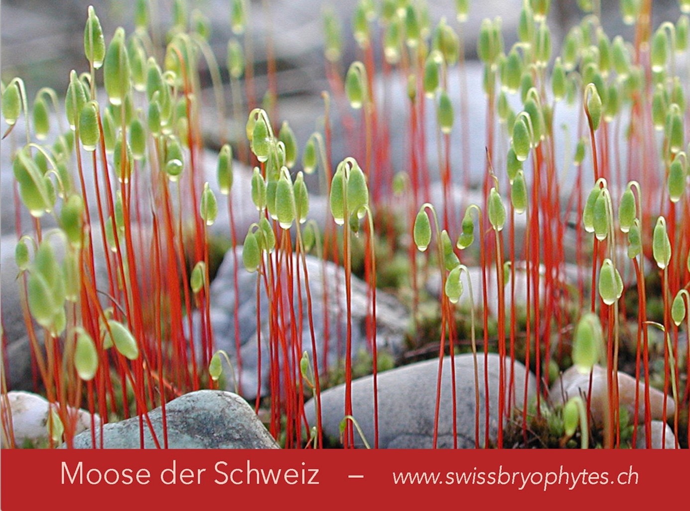 Swissbryophytes