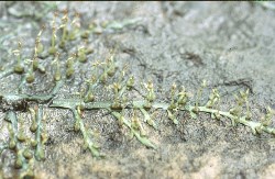 Ledermanniella bowlingii