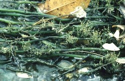 Ledermanniella bowlingii