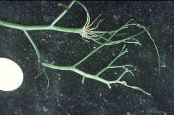 Ledermanniella bowlingii 