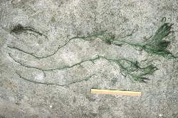Ledermanniella bowlingii