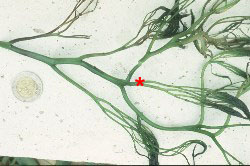 Ledermanniella bowlingii