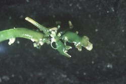 Ledermanniella letouzeyi