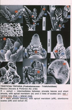 Tristicha trifaria